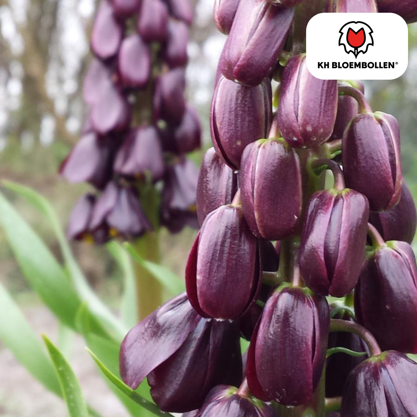 Fritillaria (Keizerskroon) ‘Purple Favorite’ 🌸 | Vorstelijk & Insectenwerend (5 stuks)