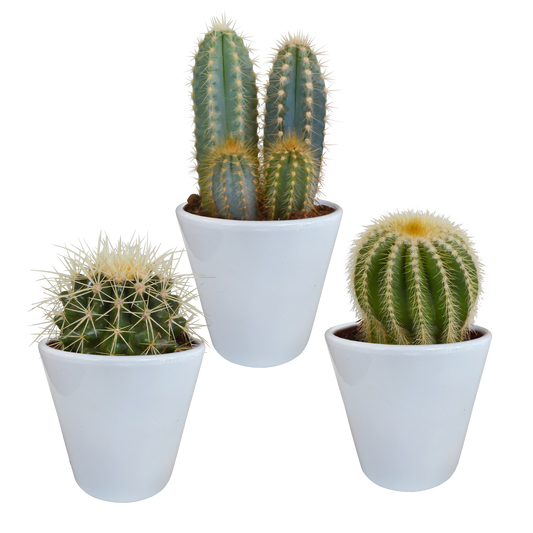 🌵 Cactus Mix – Set van 3 – Ø8,5 cm – in Witte Pot