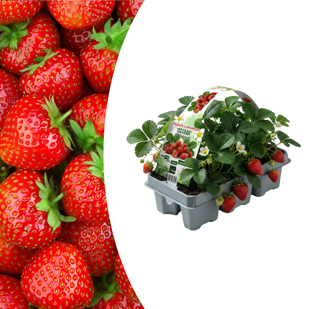 🍓 Biologische Aardbeiplanten | 6 Planten | Fragaria | 100% Biologisch