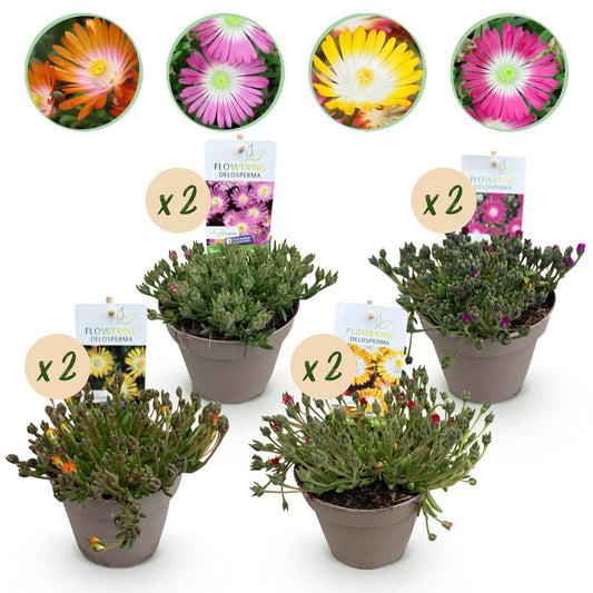 🌸 Delosperma ‘Jewel of Desert’ Mix – IJsbloem | (8 stuks)