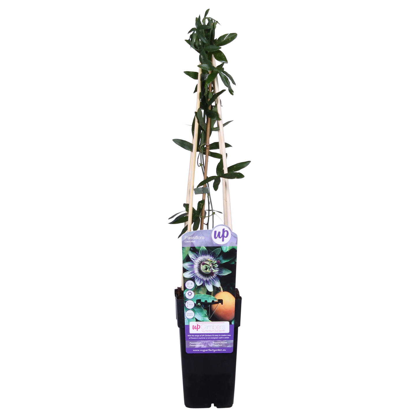 🌸 Passiflora caerulea – Ø15cm – ↕65cm – Blauwe Passiebloem