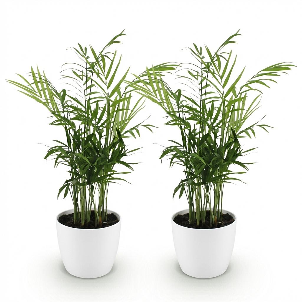 🌿 Chamaedorea elegans | Goudpalm met Witte Pot (2 Stuks)