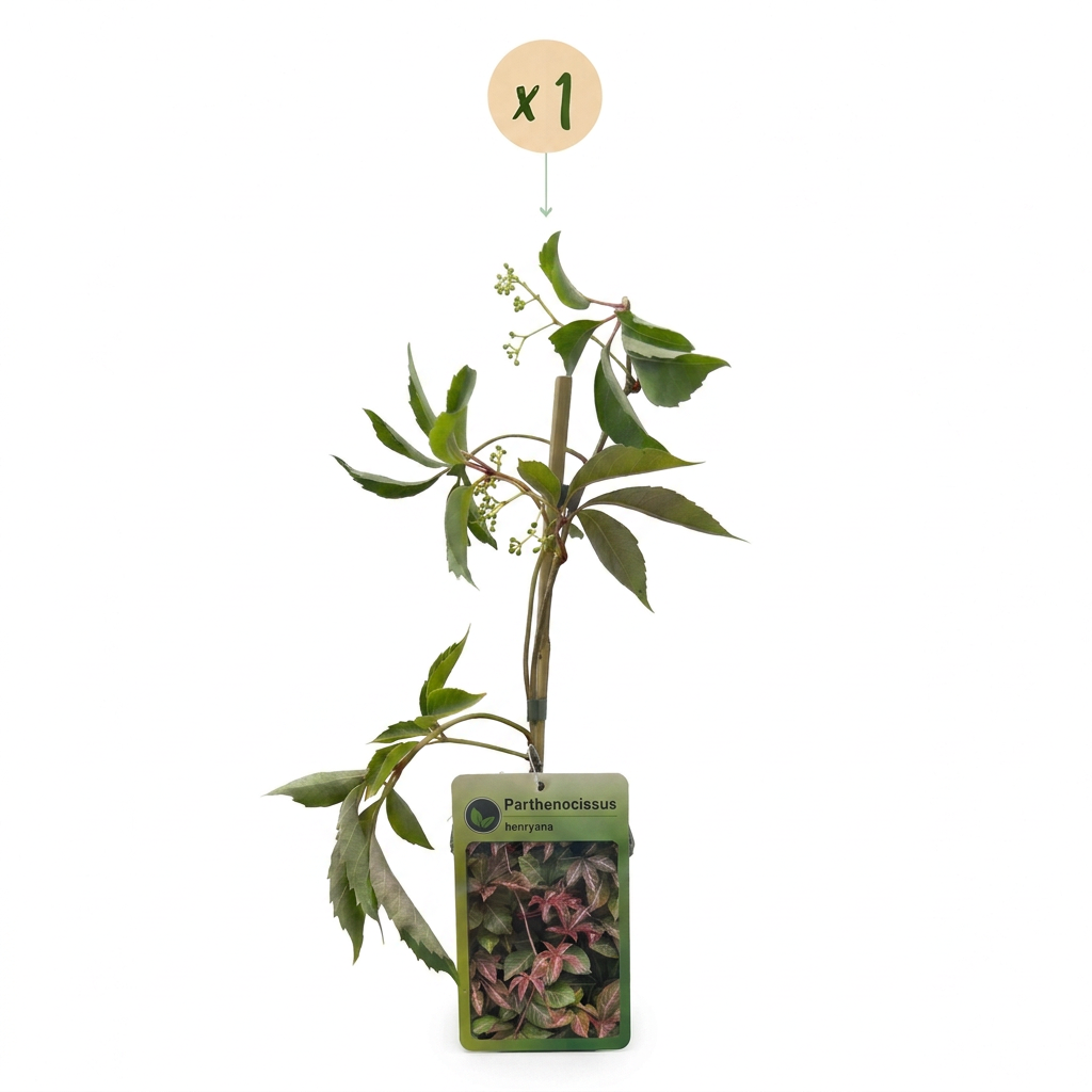 🍁 Parthenocissus henryana – Chinese wingerd – Klimplant