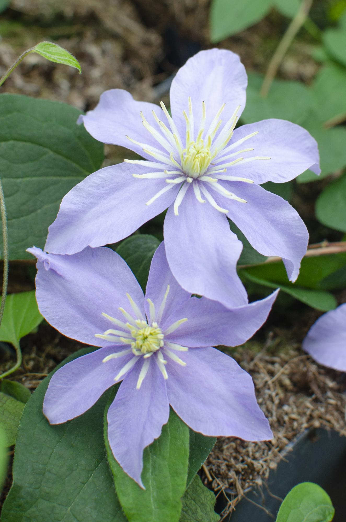 🌸 Clematis ‘Justa’ – Klimplant (3 Stuks)