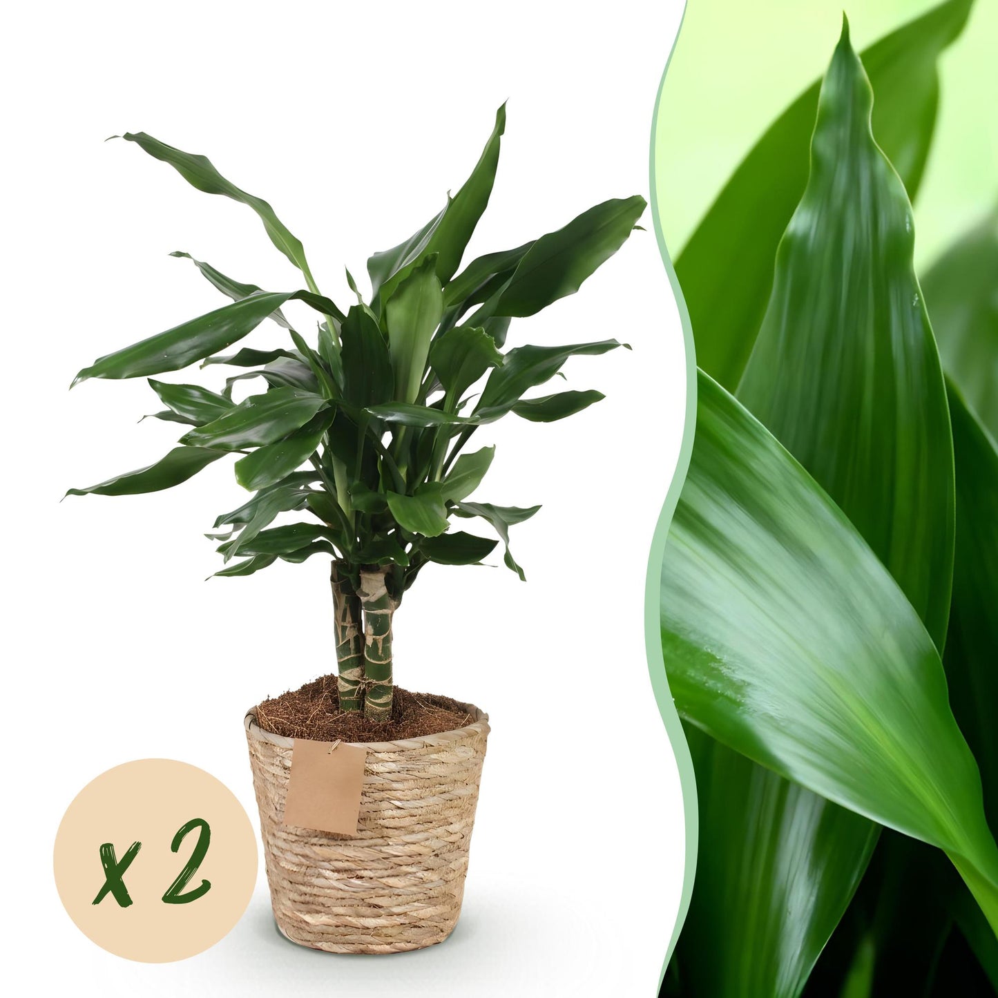 🌿 Dracaena ‘Steudneri’ | Drakenbloedboom Set met Mand (2 Stuks)