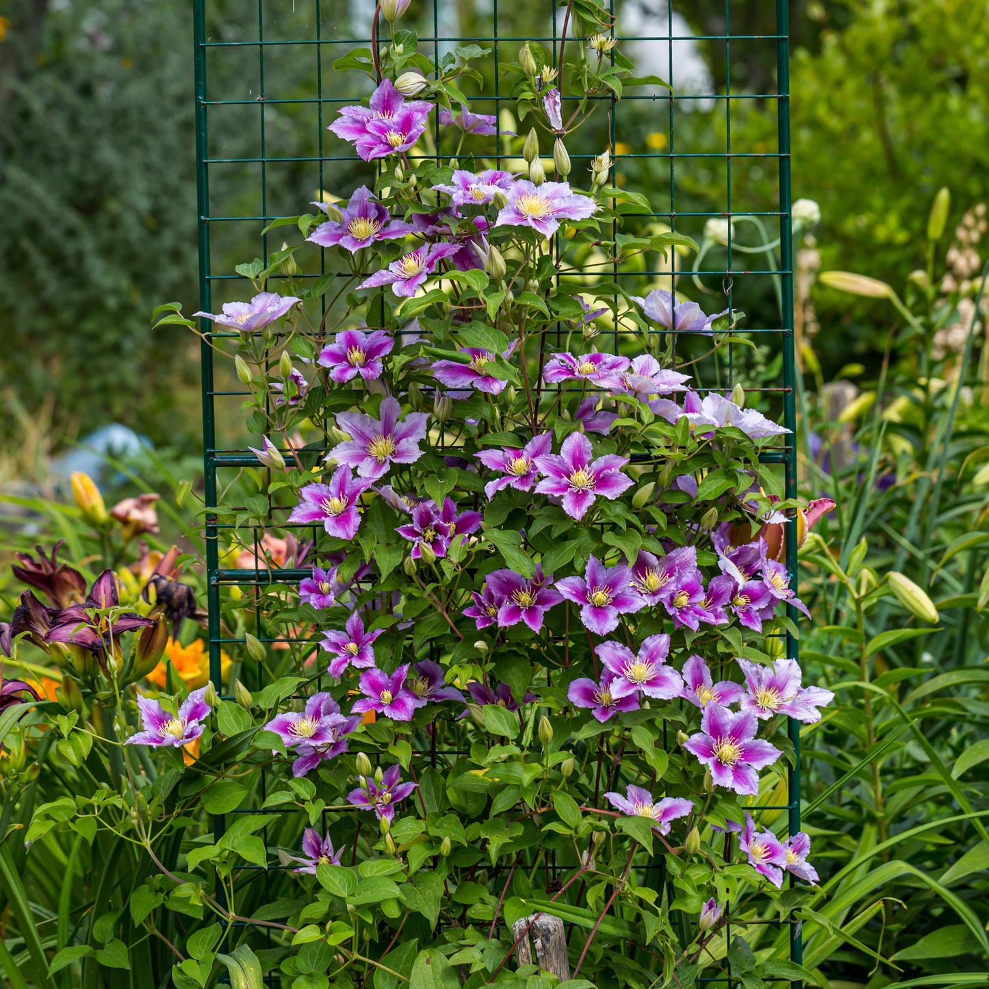 🌸 Clematis ‘Piilu’ – Klimplant (2 Stuks)