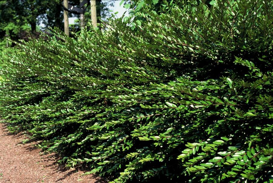 🌿 Lonicera pileata – Wintergroene Bodembedekker (24 stuks)
