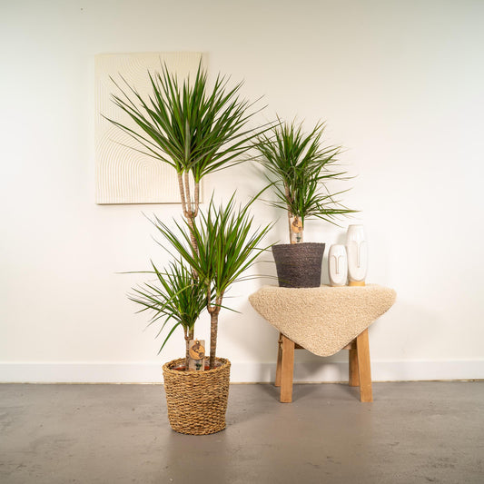 🌴 Dracaena Duo