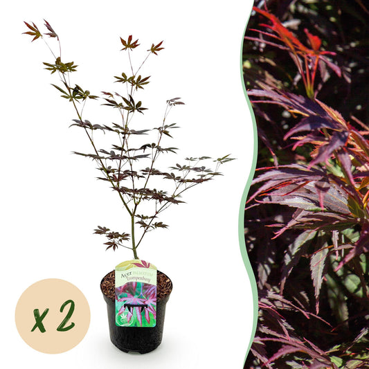 🍁 Acer palmatum ‘Trompenburg’ – Japanse Esdoorn Donkerpaars (2 stuks)