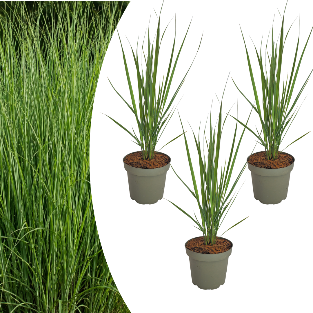 🌿 Panicum virgatum 'Northwind' – Vingergras | 3 stuks