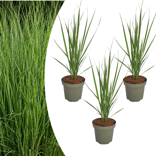 🌿 Panicum virgatum 'Northwind' – Vingergras | 3 stuks