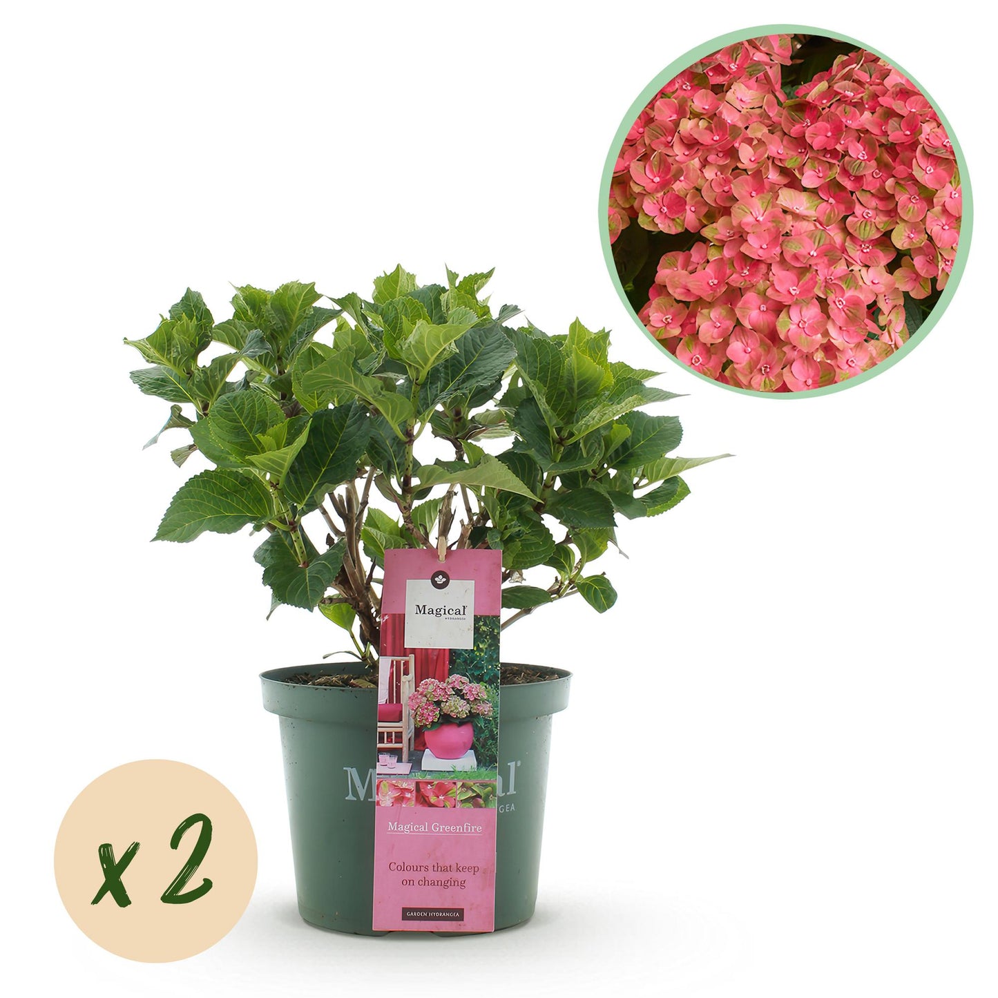 🌸 Hydrangea ‘Magical Green Fire’ – Roze Groene Hortensia | (2 stuks)