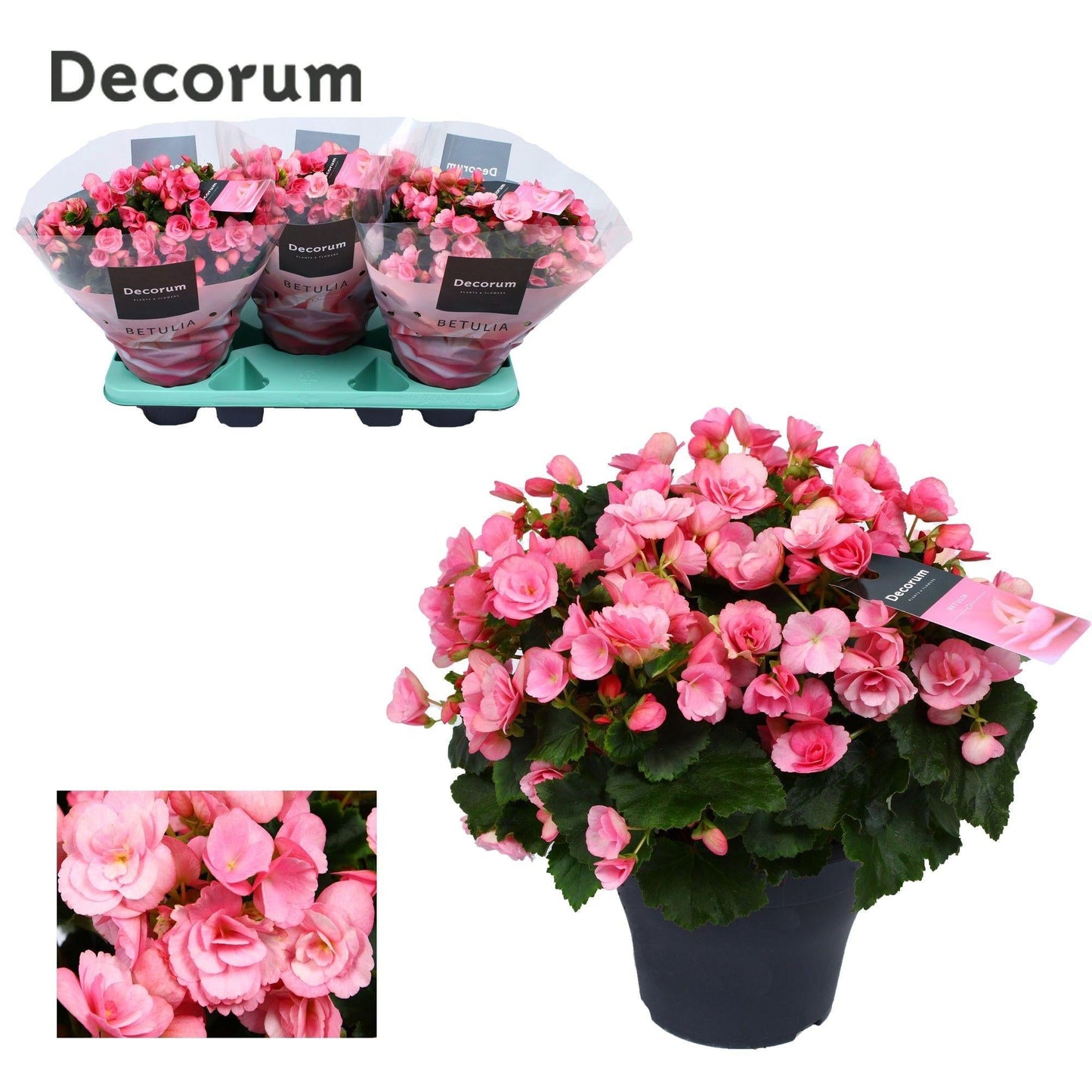 🌸 Begonia Betulia ‘Candy’ – Begonia