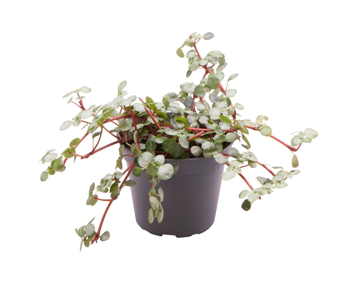 🌿 Pilea glauca ‘Greyzy’ – Zilverblad Pilea