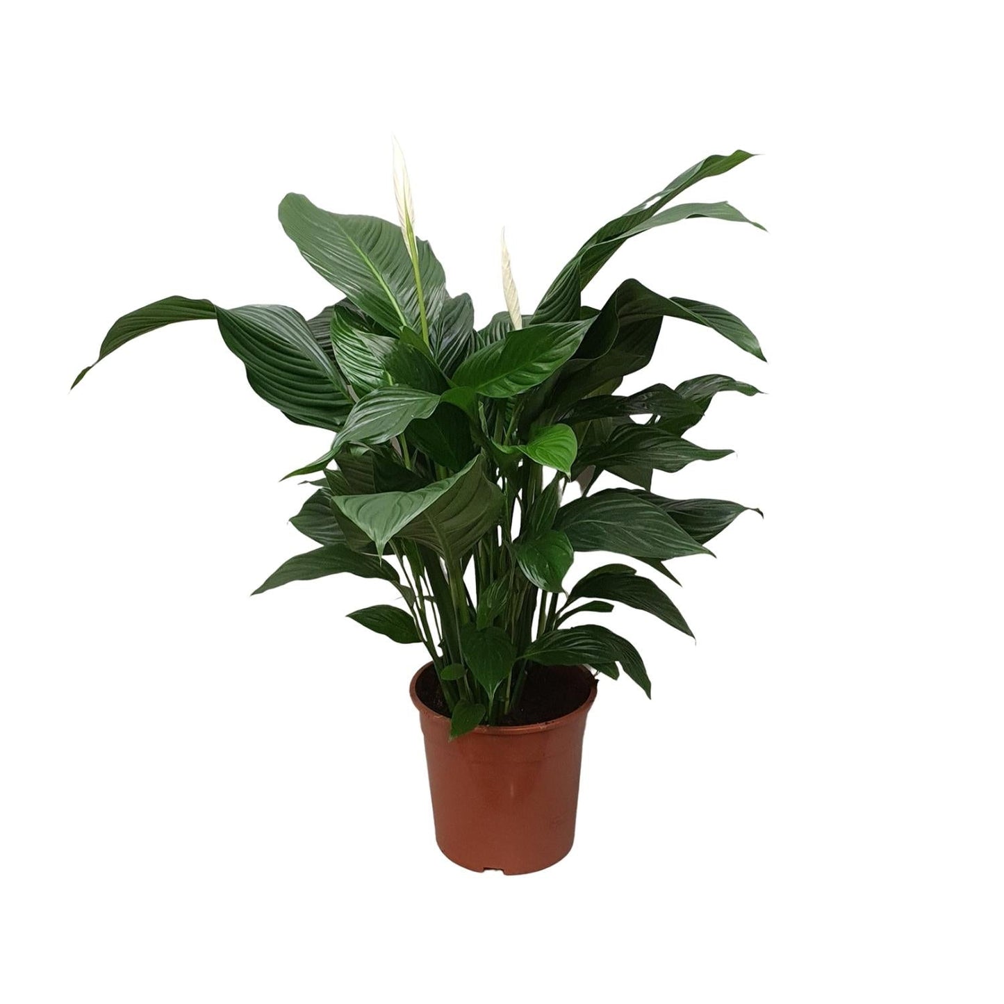🌿 Spathiphyllum ‘Sweet Silvana’  Lepelplant