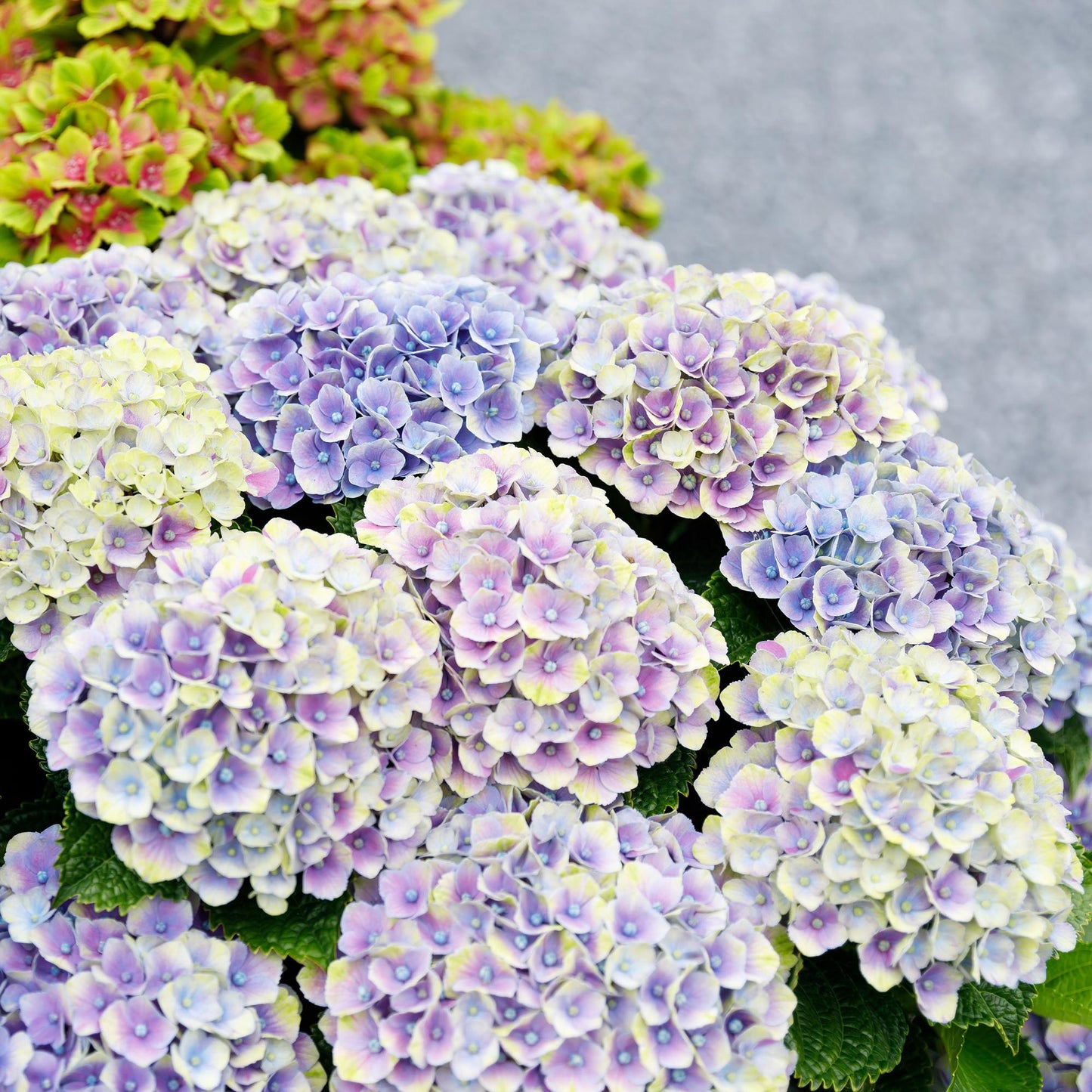 💙 Hydrangea ‘Magical Jewel Blue’ – Blauwe Hortensia | (2 stuks)