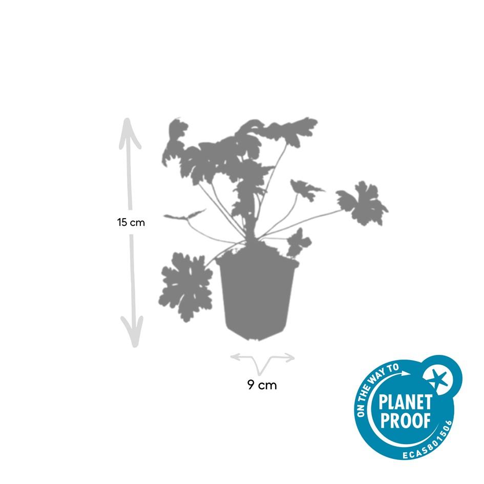🌸 Charmante Geranium ‘Ingwersen’s Var.’ – Geurende Bodembedekker – 6 stuks
