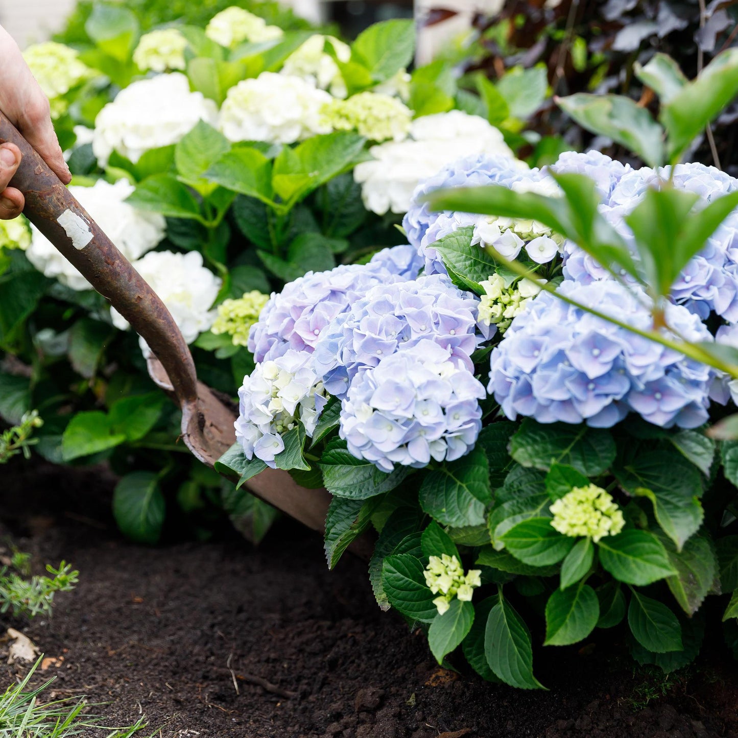 💙 Hydrangea Forever & Ever Blauw – Hortensia | (2 stuks)