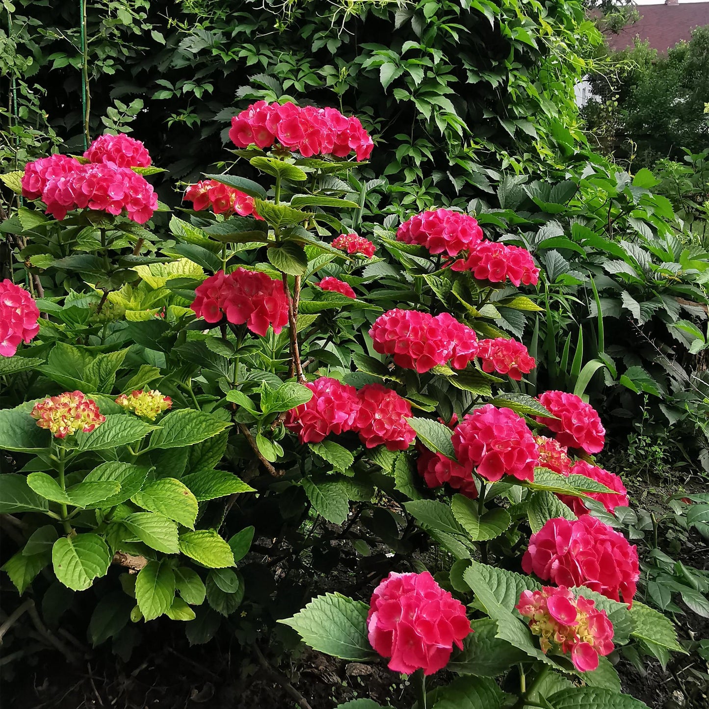 ❤️ Hydrangea macrophylla – Rode Hortensia (3 Stuks)