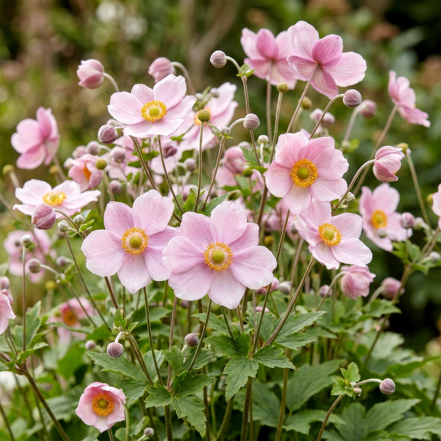 🌿 Anemone × hybrida 'Königin Charlotte' – Herfstanemoon | 3 stuks