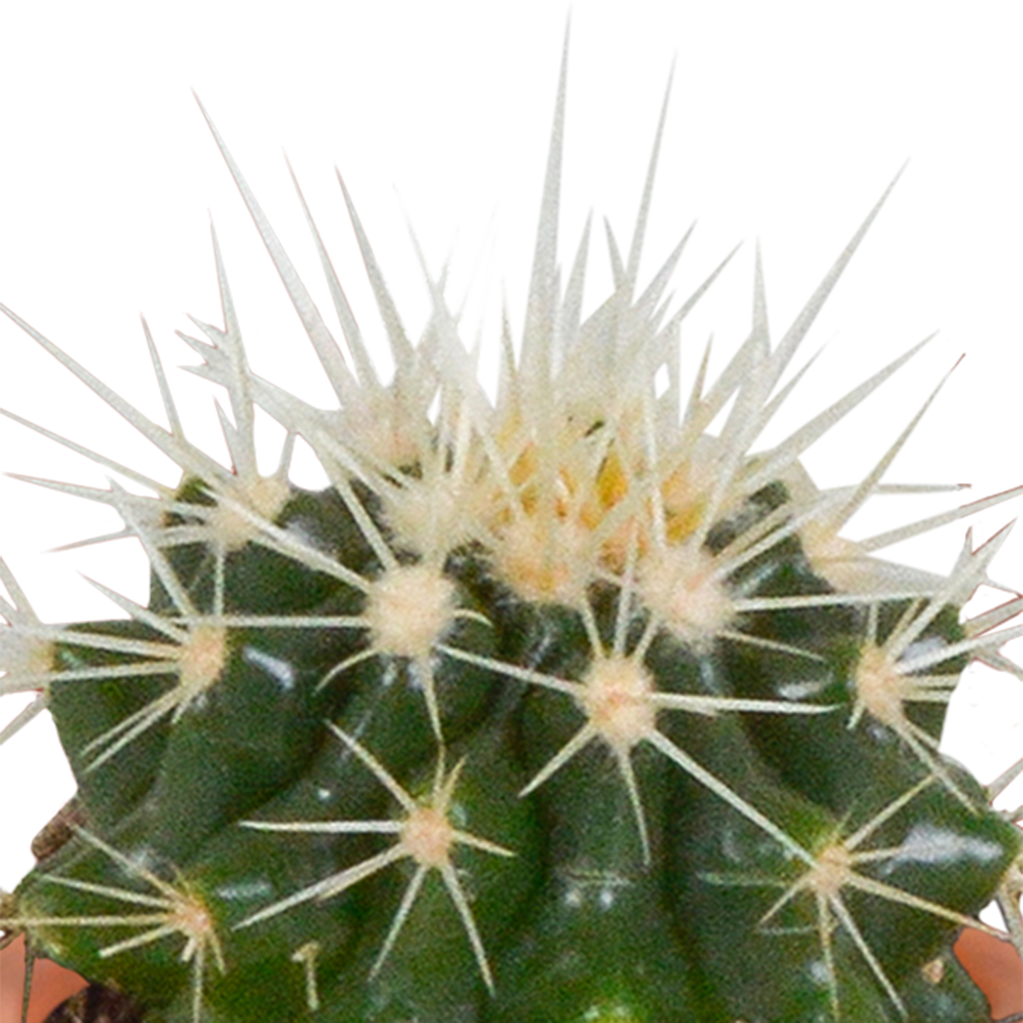🌵 Cactus & Vetplanten Mix  In terracotta pot – (15 stuks)
