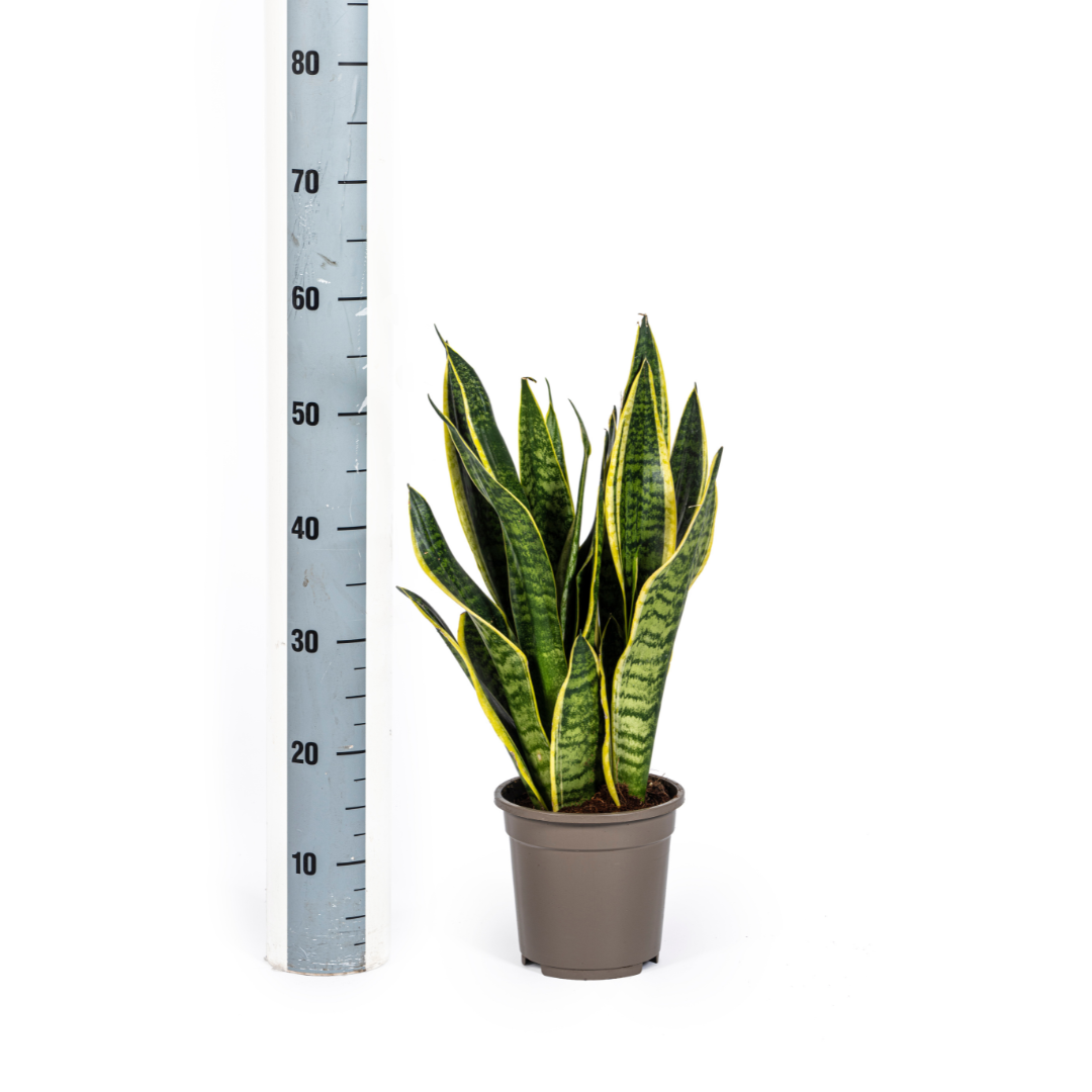 🌿 Sansevieria trifasciata ‘Futura Superba’ – Vrouwentong Kamerplant | Sterk & Onderhoudsvriendelijk