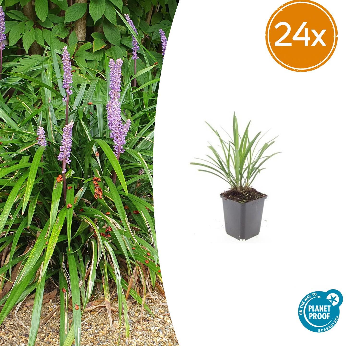 🌿 Liriope ‘Ingwersen’ – Wintergroene Bloeiende Bodembedekker (24 stuks)