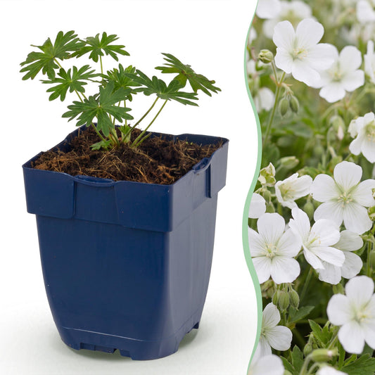 🌿 Geranium sanguineum 'Album' – Witte Ooievaarsbek | 3 stuks