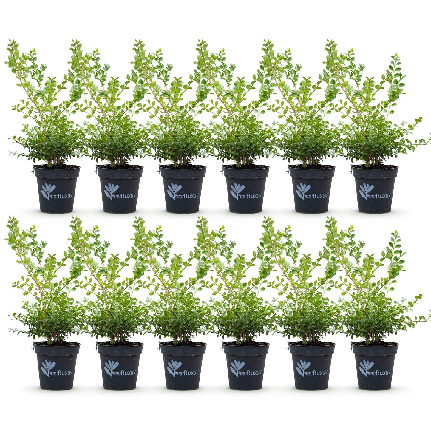 🌿 BetterBuxus Babylon Beauty | Buxus Haag (12 Planten)