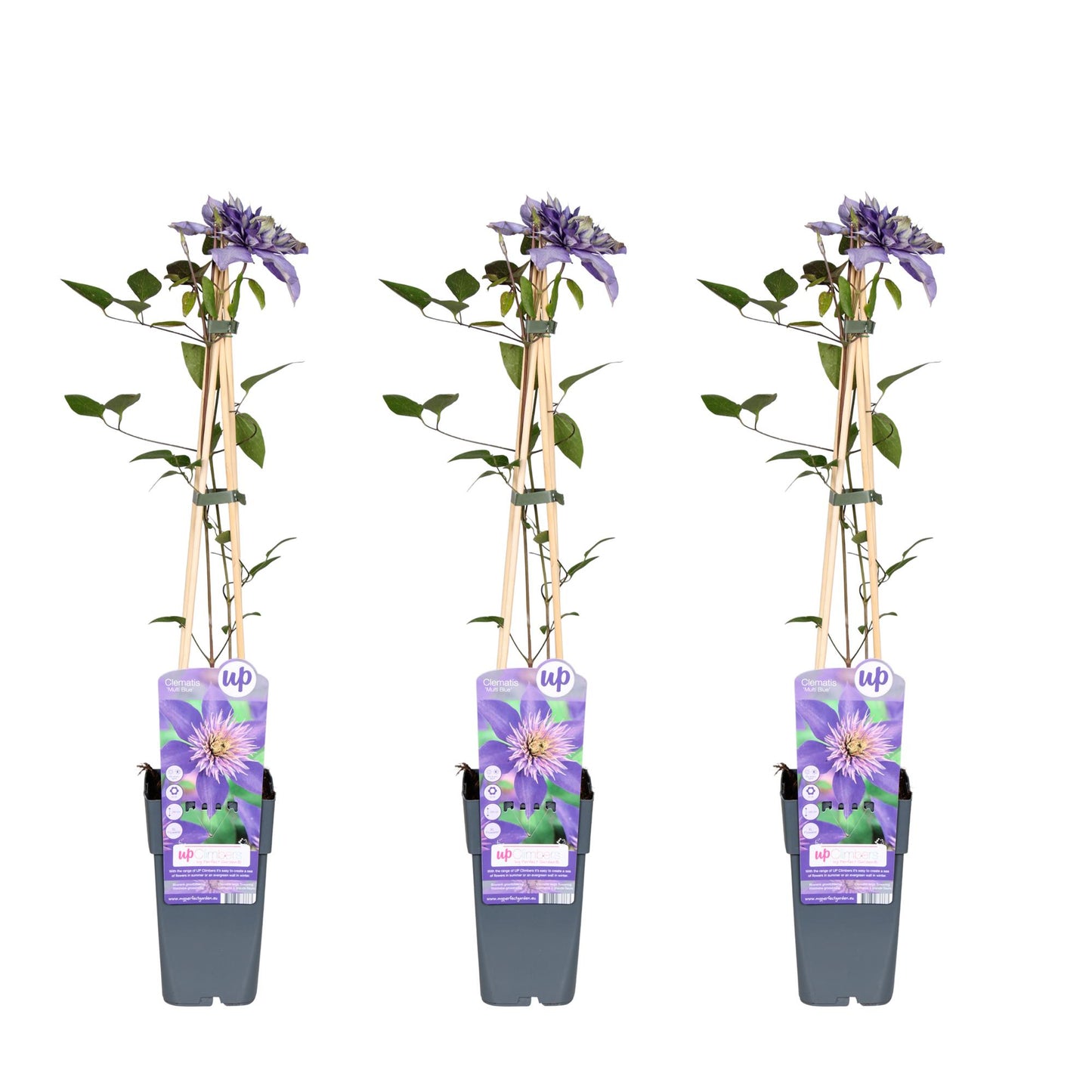🌸 Clematis ‘Multi Blue’ – Dubbelbloemige Klimplant (3 Stuks)