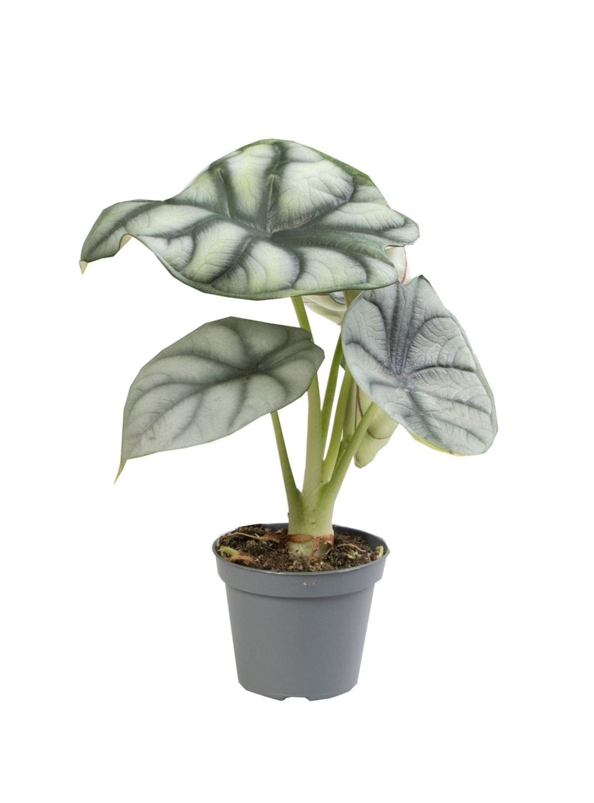 🐉 Alocasia ‘Silver Dragon’ – Zilverdraak