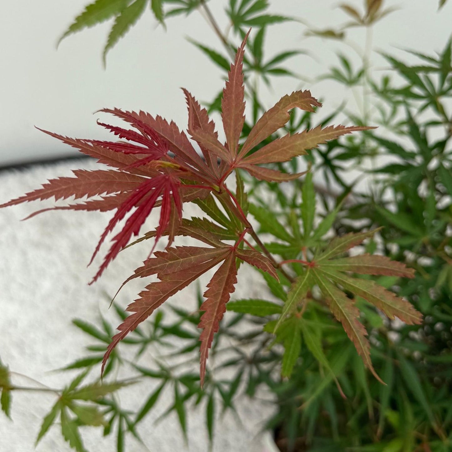🌳 Acer palmatum ‘Jerre Swarts’ – Japanse Esdoorn (2 Stuks)
