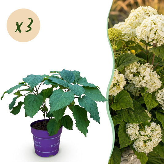🌸 Hydrangea arborescens ‘FlowerWOW’ – Witte Hortensia | (3 stuks)
