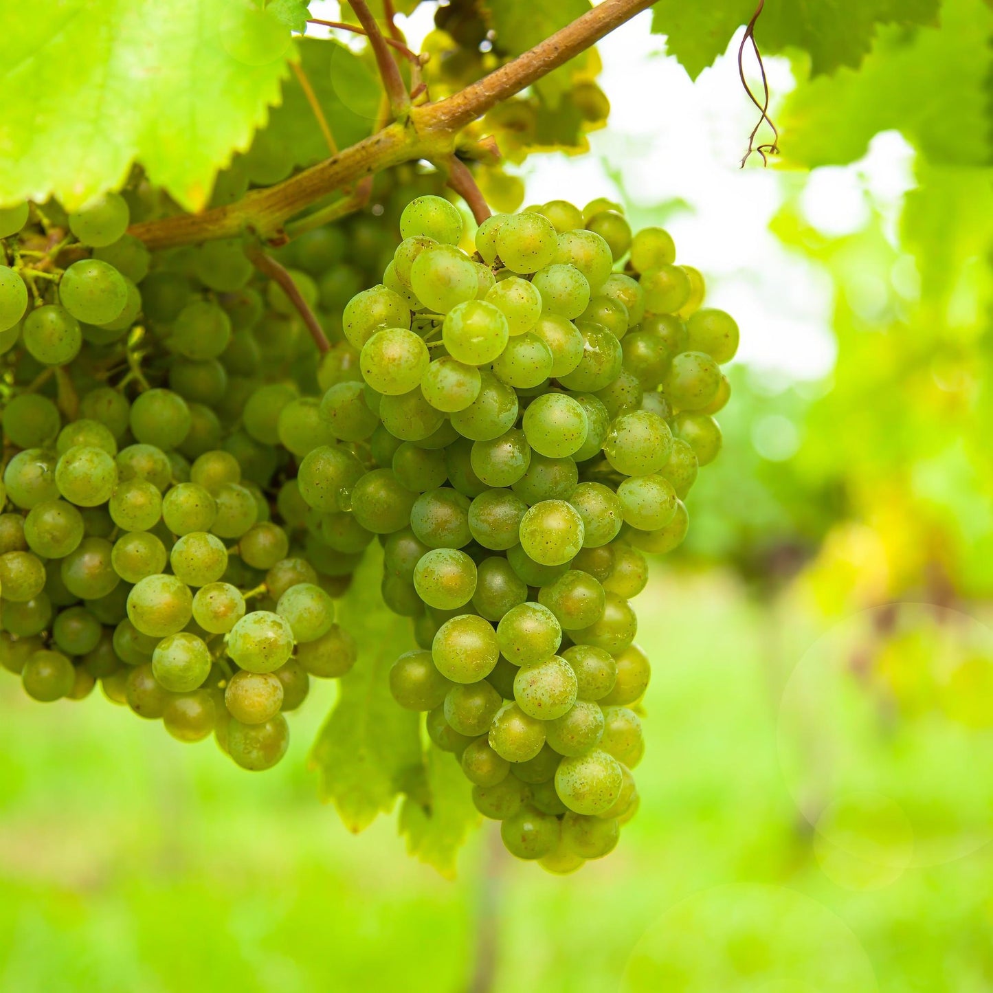 🍇 Vitis vinifera ‘Vroege van der Laan’ – Witte Druif (2 Stuks)