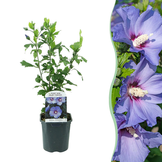 💙 Hibiscus syriacus ‘Oiseau Blue’ – Hibiscus