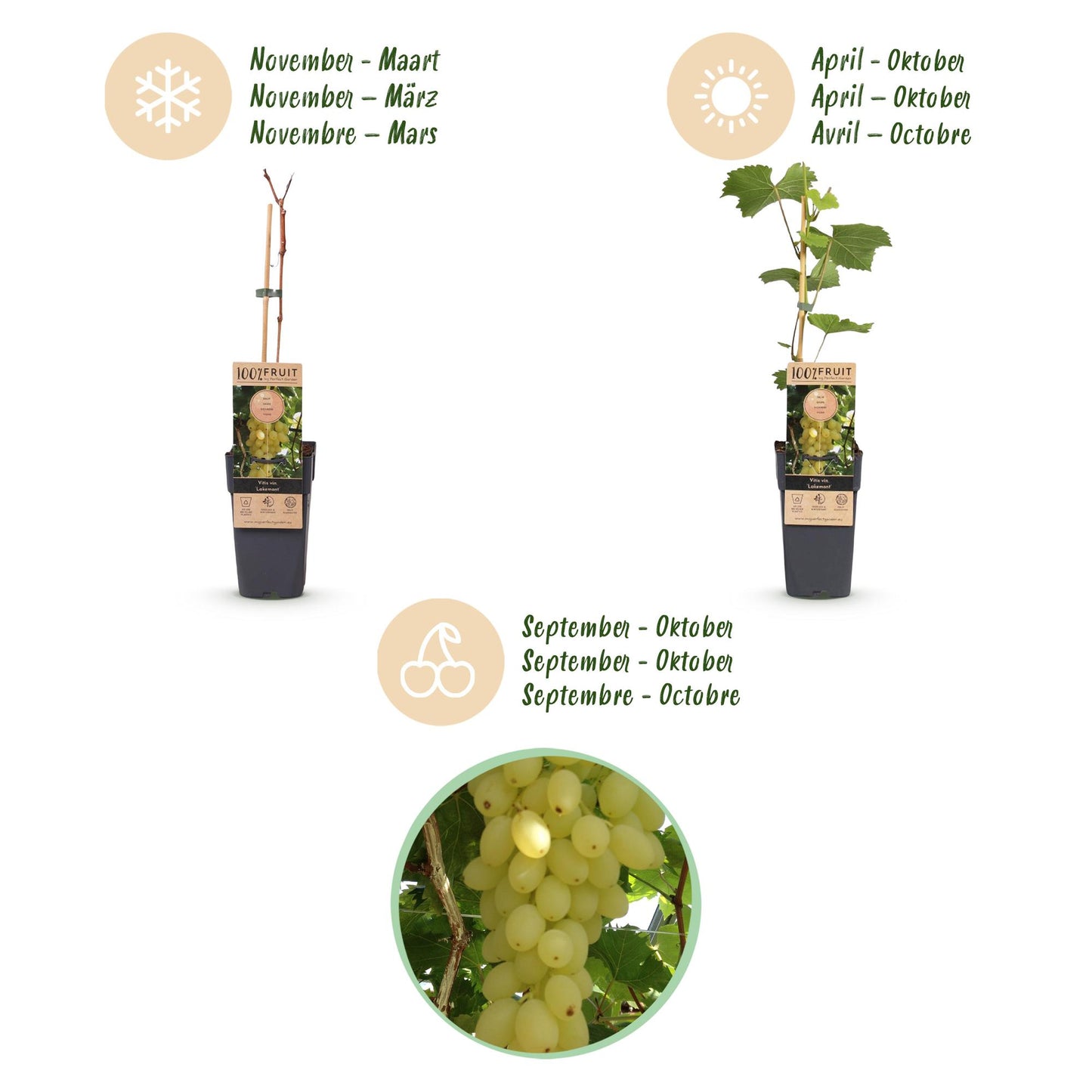 🍇 Vitis vinifera 'Lakemont' – Goudgele Pitloze Druif (2 Stuks)
