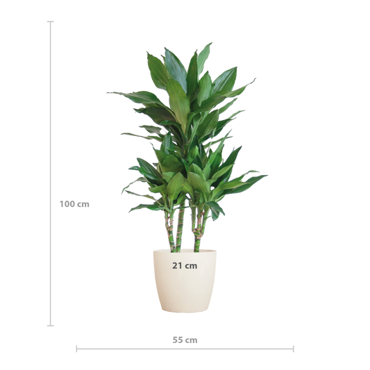 🌿 Dracaena ‘Janet Lindt’ – Groenblijver met Vibers Pot Wit
