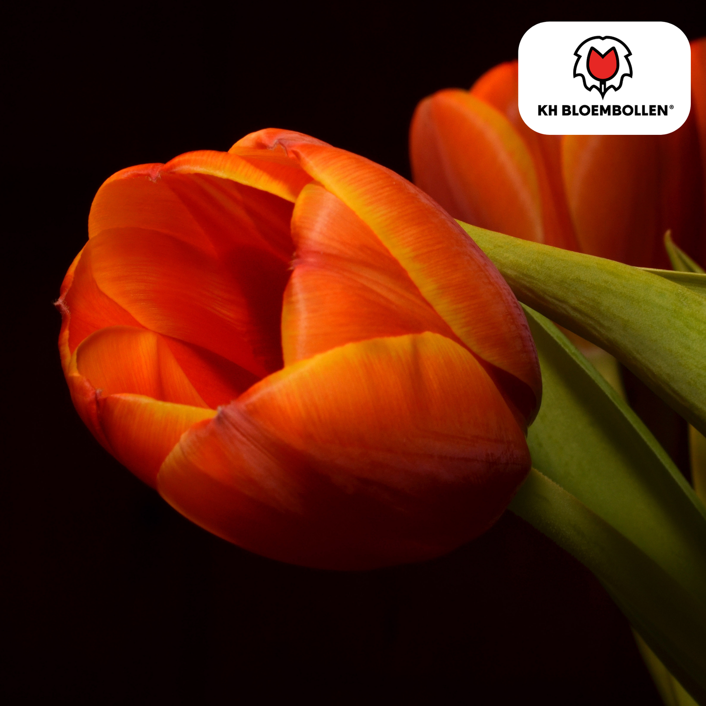 🌷 Tulpenbollen ‘Dafeng’ – Oranje Grootbloemige Tulp (20 Stuks)