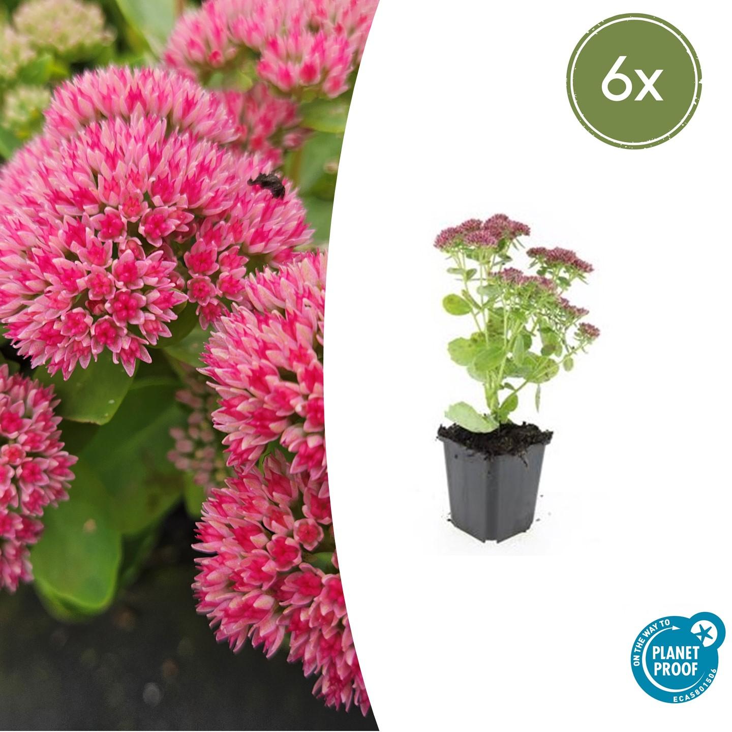 🌿 Sedum ‘Herbstfreude’ – Winterharde Bloeiende Vaste Plant (6 stuks)