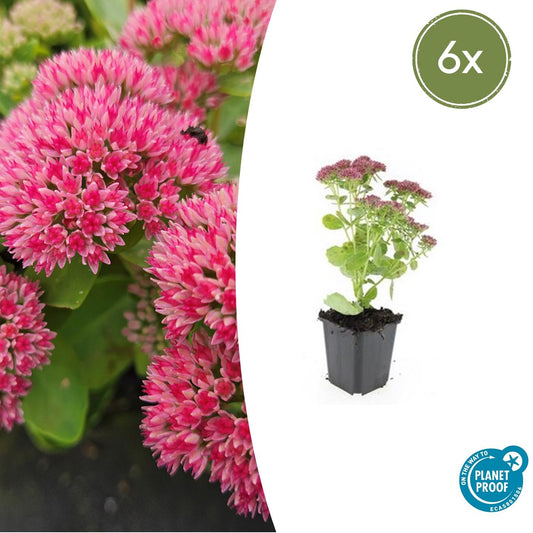 🌿 Sedum ‘Herbstfreude’ – Winterharde Bloeiende Vaste Plant (6 stuks)