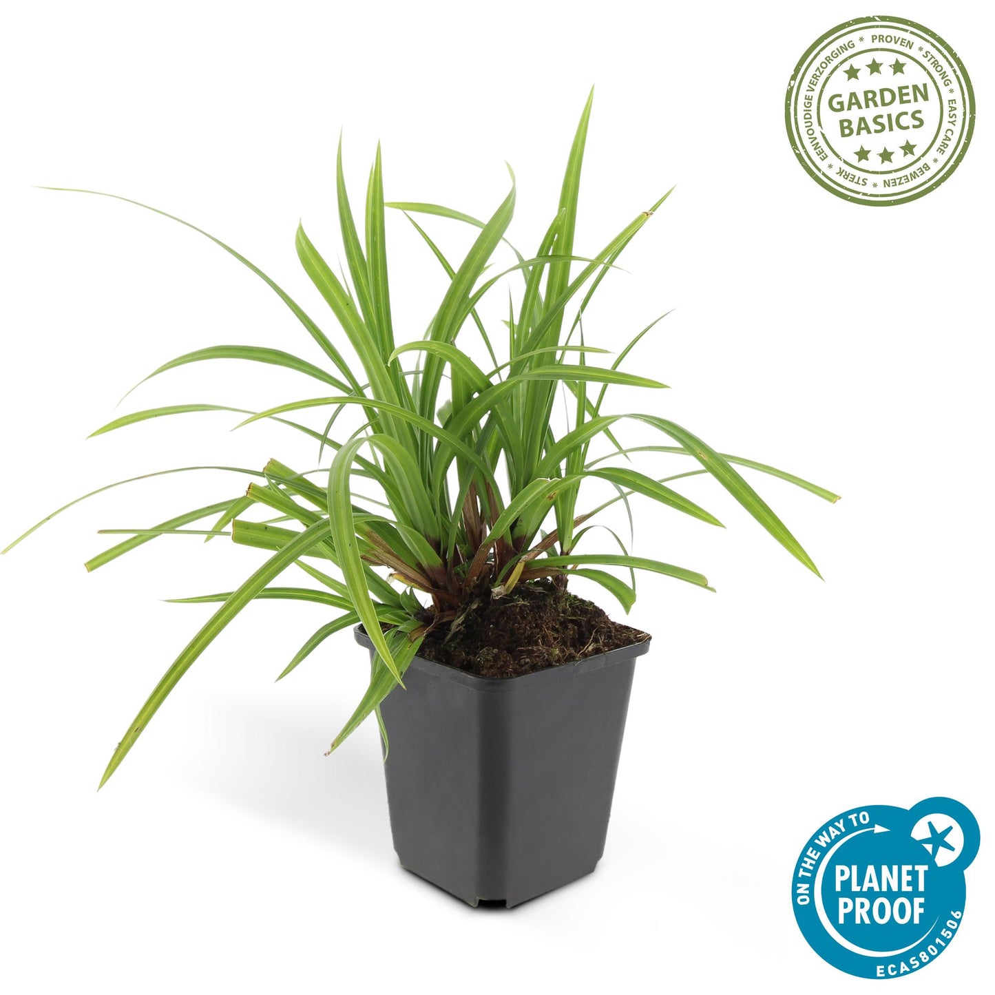 🌿 Carex ‘Irish Green’ – Wintergroene Bodembedekker (24 stuks)
