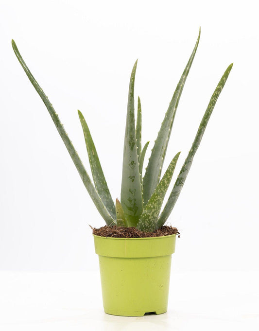 🌿 Aloe Vera – P&PURE Collection – Ø12 cm – ↕40 cm | Kamerplant