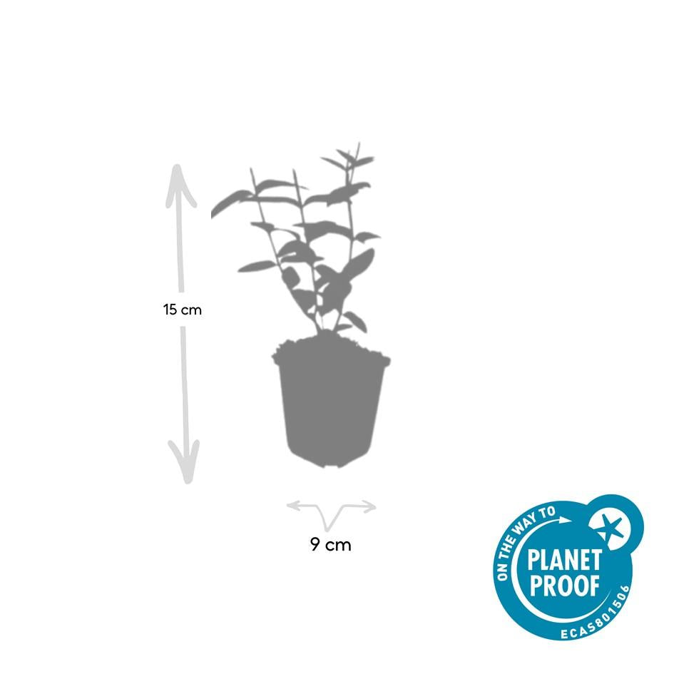 🌼 Hypericum inodorum ‘Rheingold’ – Hertshooi (6 Stuks)