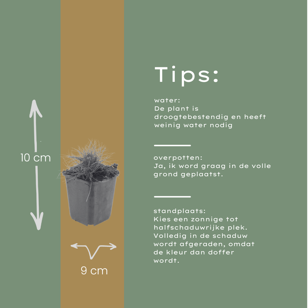 🌾 Festuca gautieri | Zwenkgras (24 Stuks)