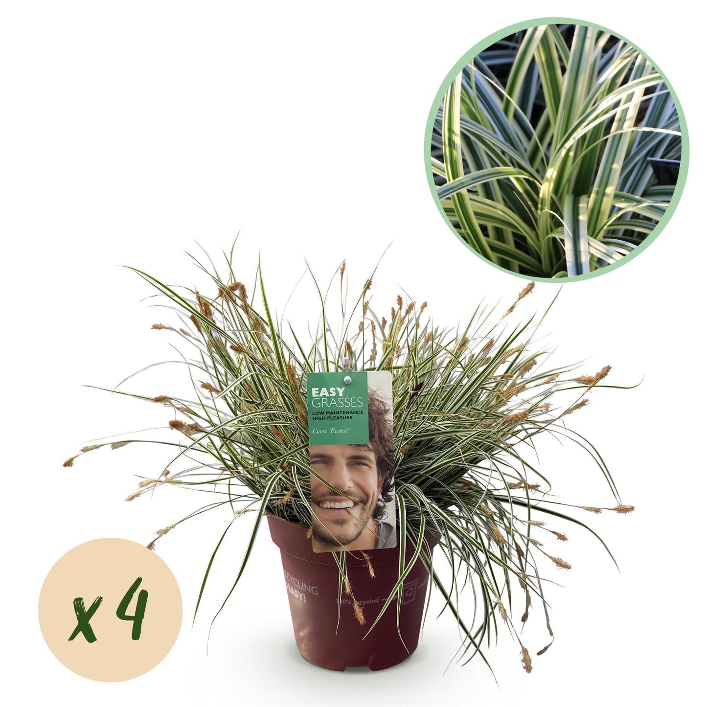 🌾 Carex oshimensis ‘Everest’ – Witgroen Siergras | (4 stuks)