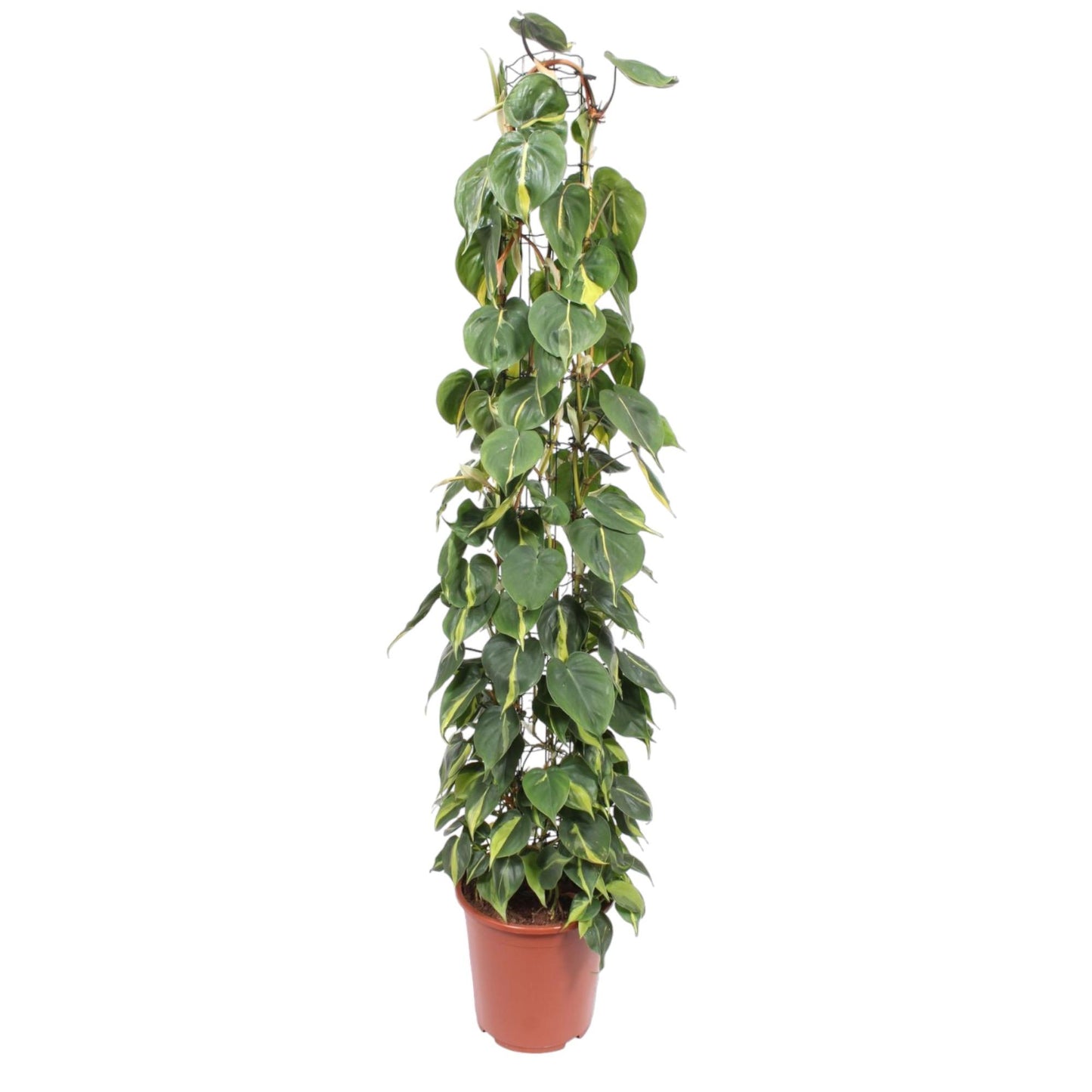 🌿 Philodendron Scandens Brasil | Grote Klimplant op Gaasrek