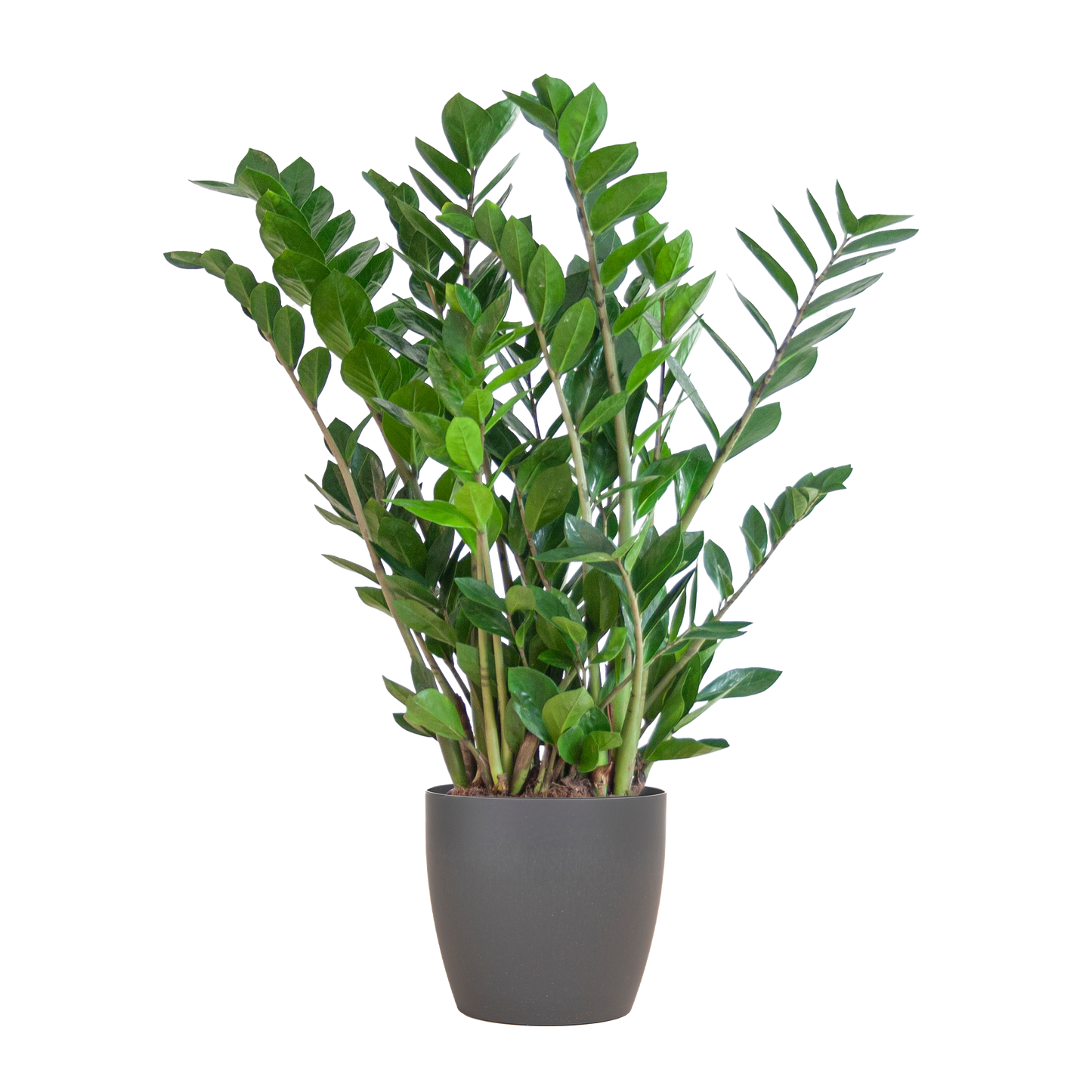🌿 Zamioculcas Zamiifolia – ZZ Plant met Vibers Pot Grijs