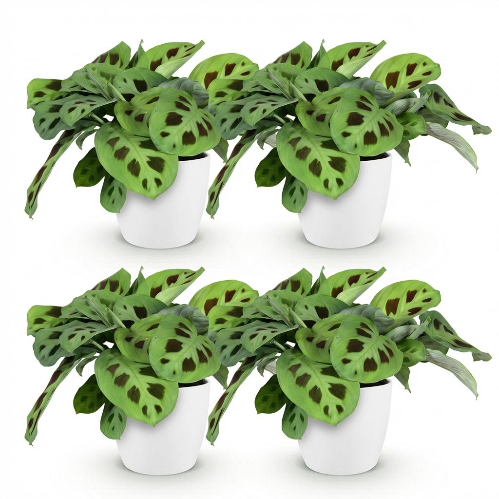 🌿 Maranta Fascinator Kerchoveana – Zebraplant
