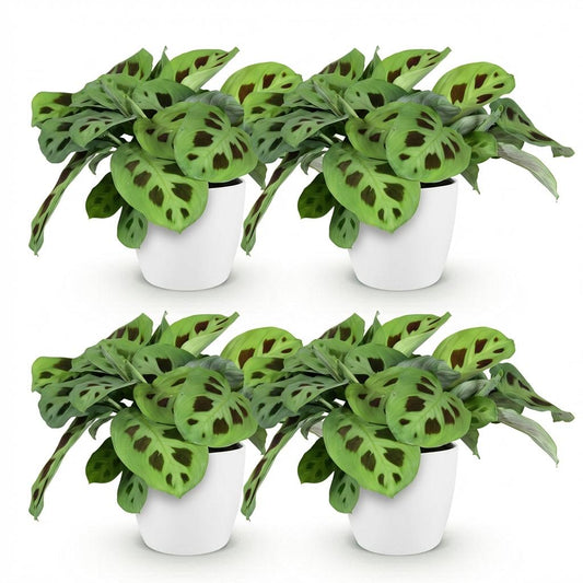 🌿 Maranta Fascinator Kerchoveana – Zebraplant