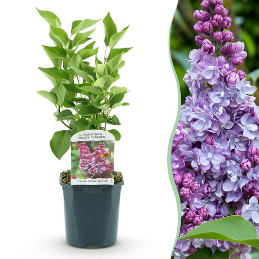 🌸 Syringa vulgaris ‘Michel Buchner’ – Roze Sering